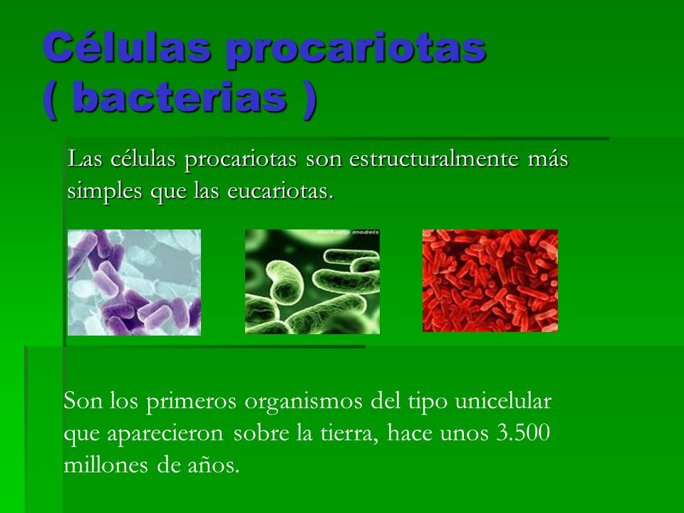 Células procariotas ( bacterias )