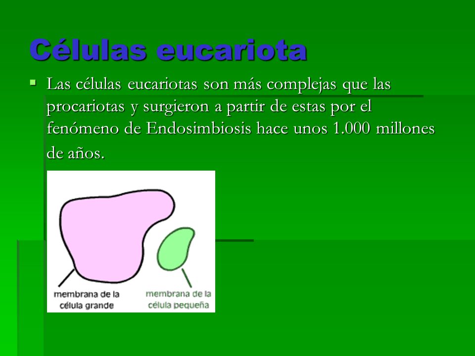 Células eucariota