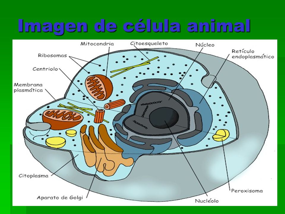 Imagen de célula animal