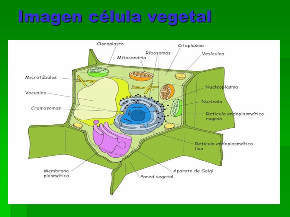 Imagen célula vegetal