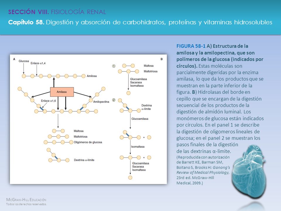 FIGURA 58-1 A) Estructura de la amilosa y la amilopectina, que son polímeros de la glucosa (indicados por círculos).