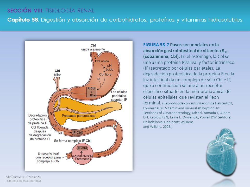 FIGURA 58-7 Pasos secuenciales en la absorción gastrointestinal de vitamina B12 (cobalamina, Cbl).