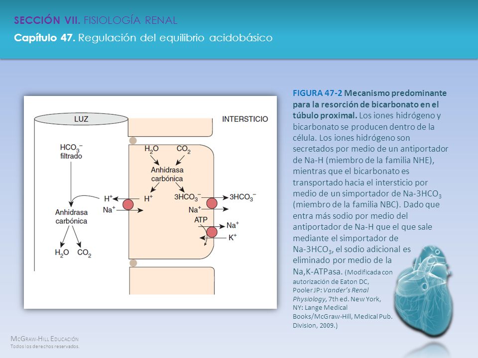 FIGURA 47-2 Mecanismo predominante para la resorción de bicarbonato en el túbulo proximal.