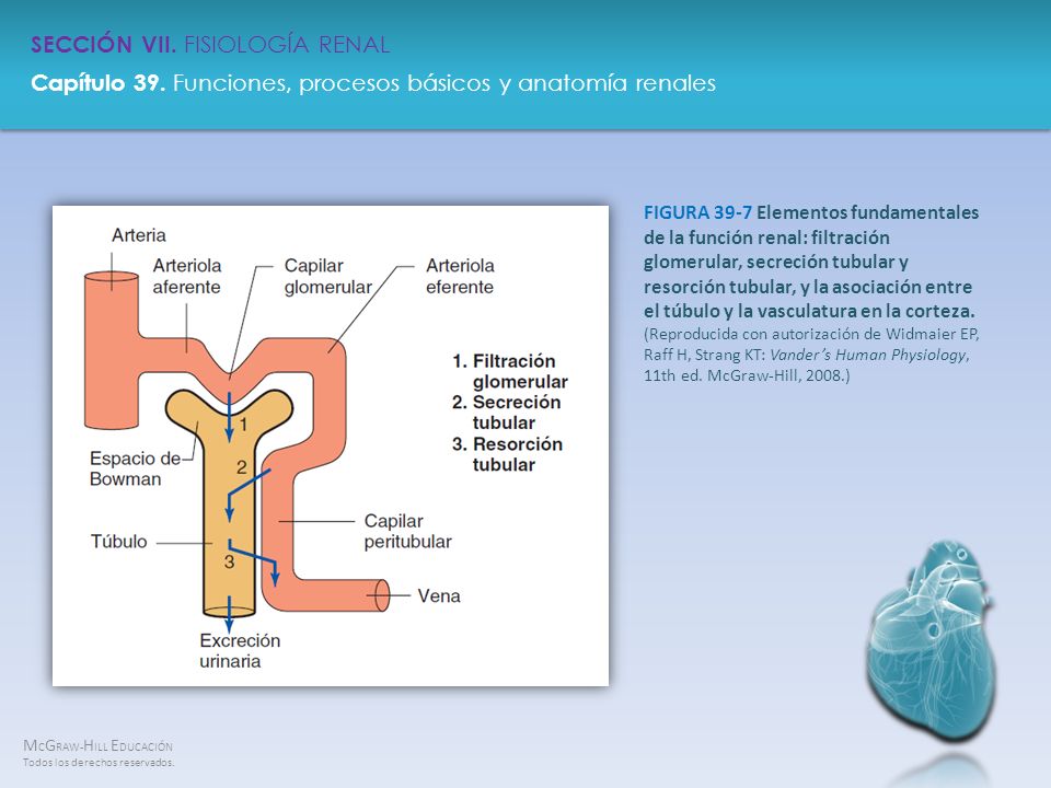 FIGURA 39-7 Elementos fundamentales de la función renal: filtración glomerular, secreción tubular y resorción tubular, y la asociación entre el túbulo y la vasculatura en la corteza.