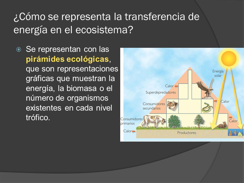 ¿Cómo se representa la transferencia de energía en el ecosistema