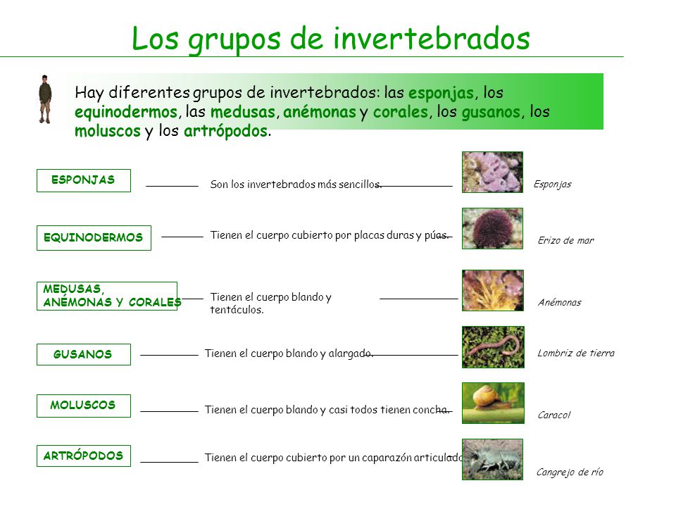 Los grupos de invertebrados