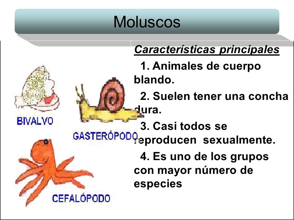 Moluscos Características principales 1. Animales de cuerpo blando.