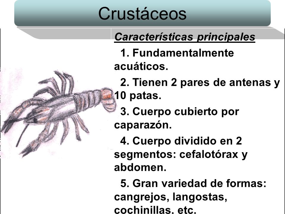 Crustáceos Características principales 1. Fundamentalmente acuáticos.