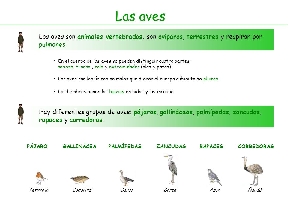 Las aves Los aves son animales vertebrados, son ovíparos, terrestres y respiran por pulmones.
