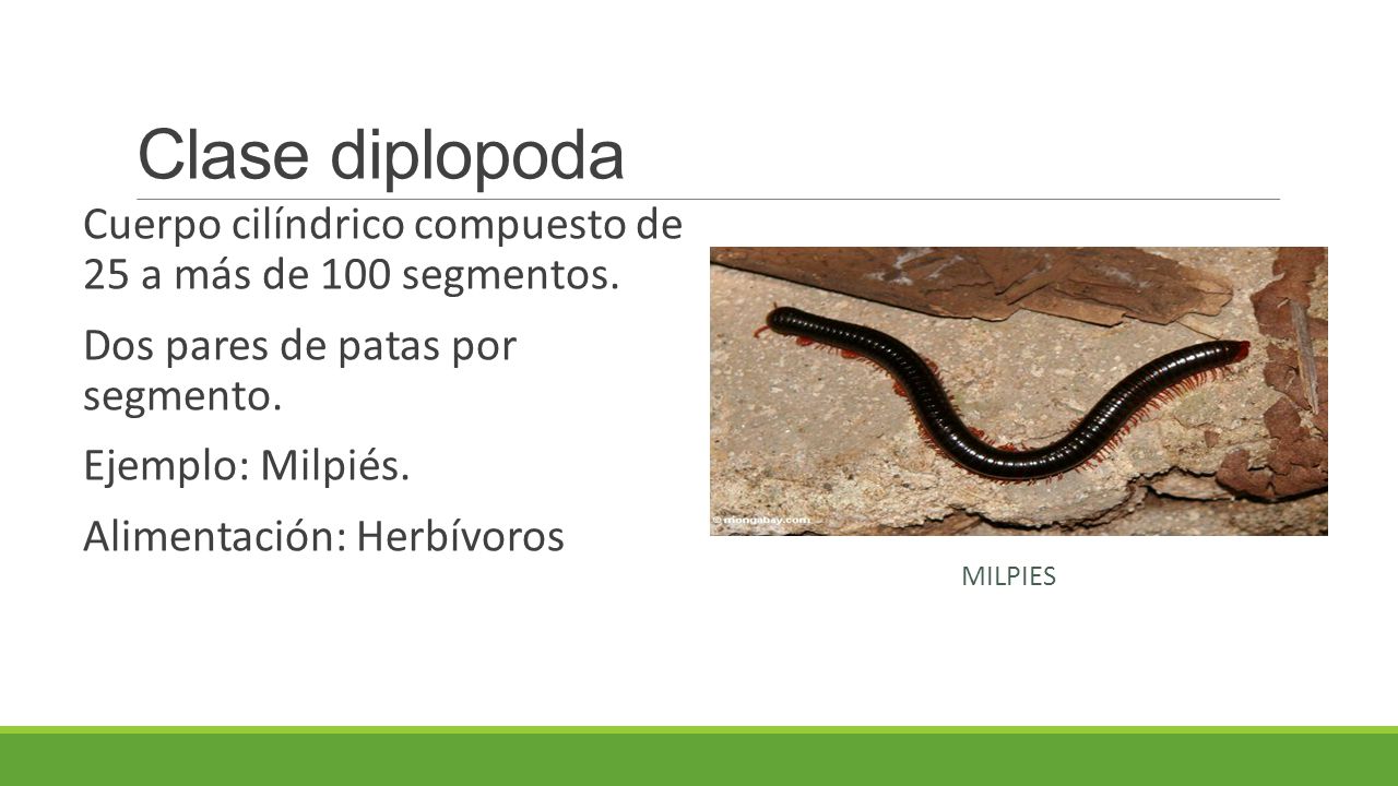 Clase diplopoda Cuerpo cilíndrico compuesto de 25 a más de 100 segmentos. Dos pares de patas por segmento.