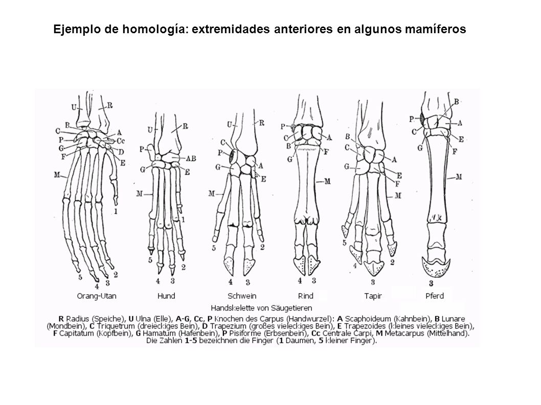 Ejemplo de homología: extremidades anteriores en algunos mamíferos