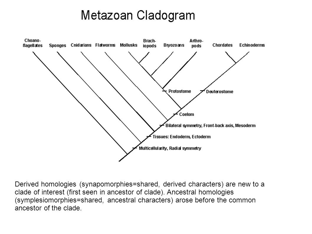 Derived homologies (synapomorphies=shared, derived characters) are new to a clade of interest (first seen in ancestor of clade).