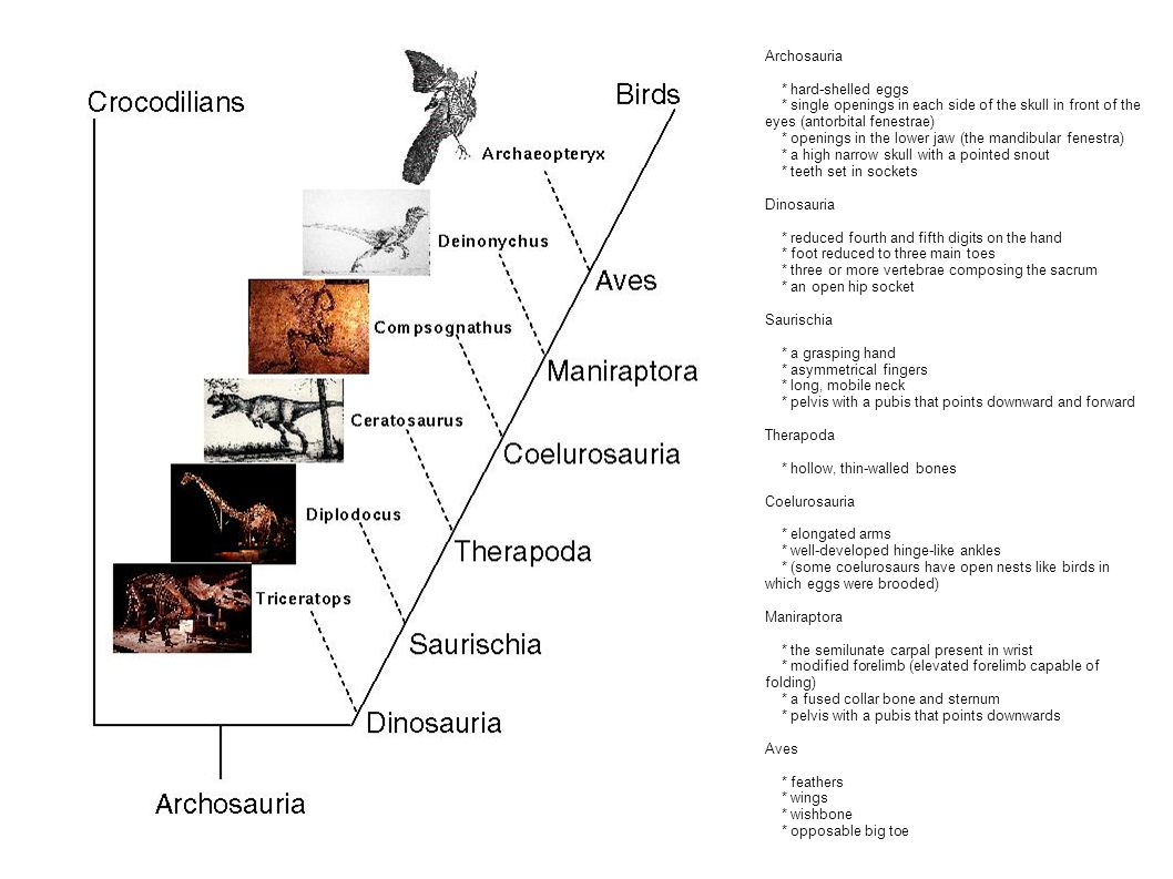 Archosauria * hard-shelled eggs. * single openings in each side of the skull in front of the eyes (antorbital fenestrae)