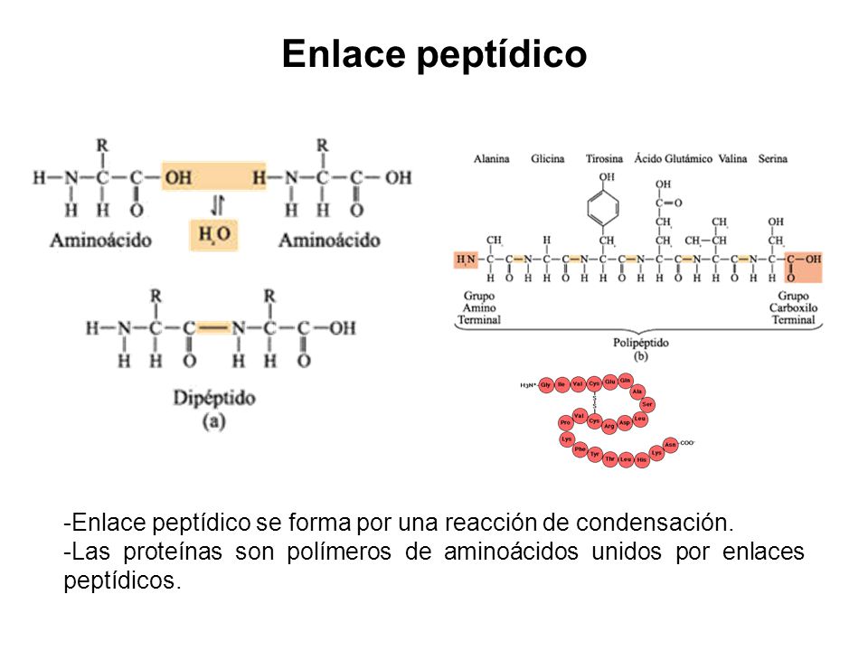 Enlace peptídico -Enlace peptídico se forma por una reacción de condensación.