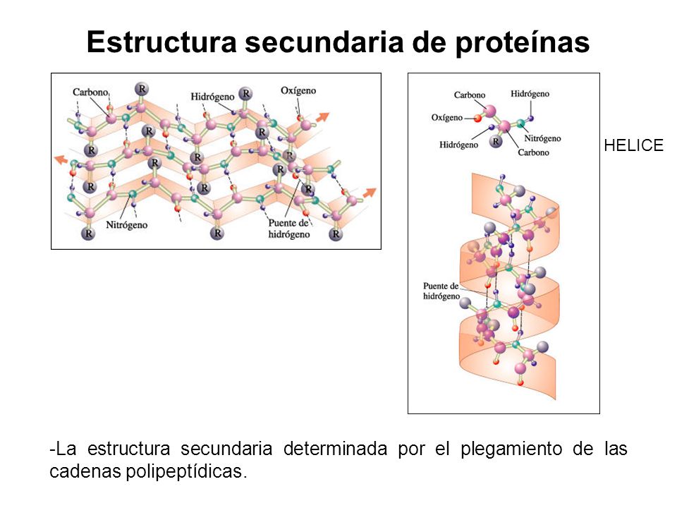 Estructura secundaria de proteínas