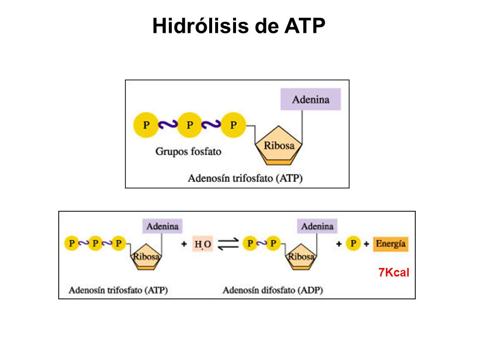Hidrólisis de ATP 7Kcal