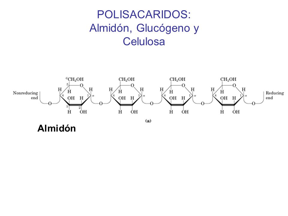 POLISACARIDOS: Almidón, Glucógeno y Celulosa