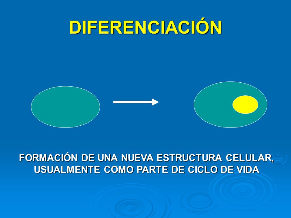 DIFERENCIACIÓN FORMACIÓN DE UNA NUEVA ESTRUCTURA CELULAR, USUALMENTE COMO PARTE DE CICLO DE VIDA