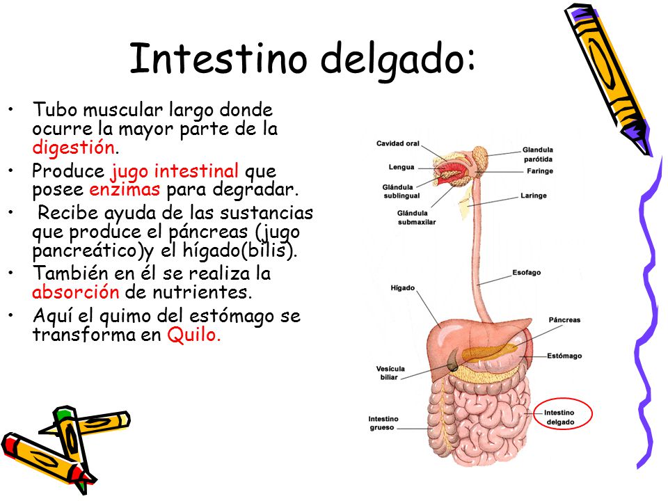 Intestino delgado: Tubo muscular largo donde ocurre la mayor parte de la digestión. Produce jugo intestinal que posee enzimas para degradar.