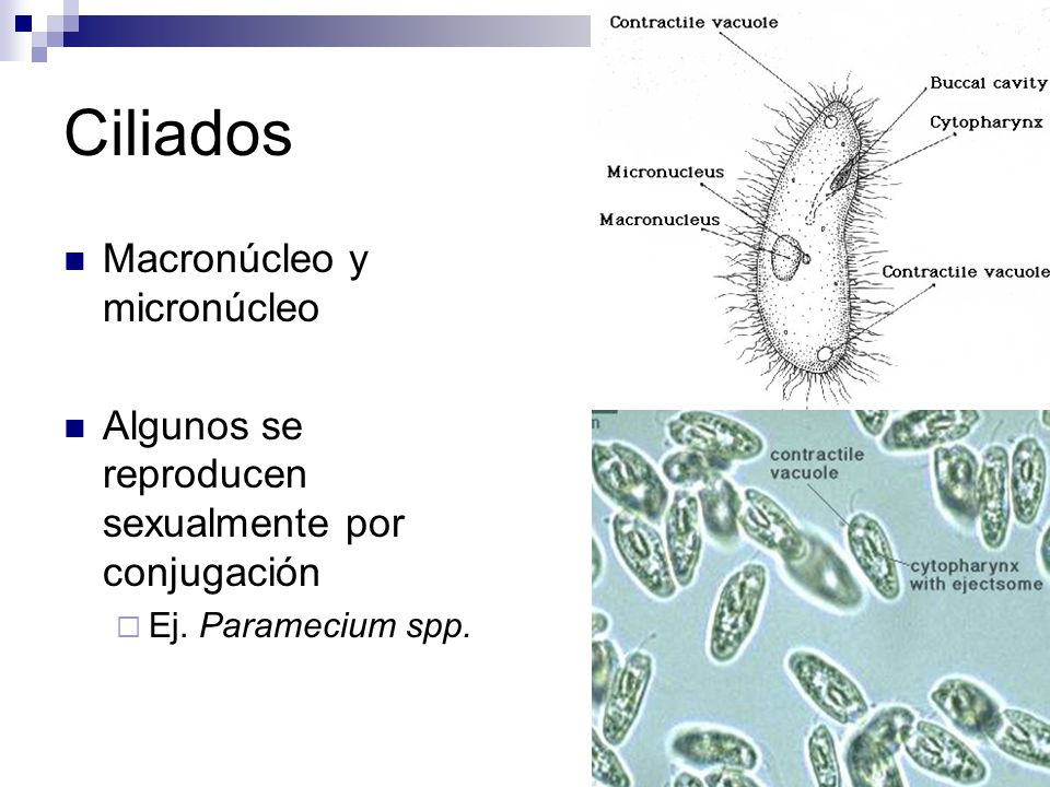 Ciliados Macronúcleo y micronúcleo
