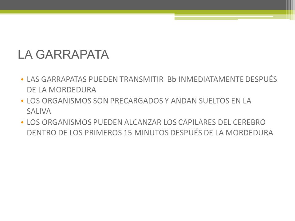 LA GARRAPATA LAS GARRAPATAS PUEDEN TRANSMITIR Bb INMEDIATAMENTE DESPUÉS DE LA MORDEDURA.