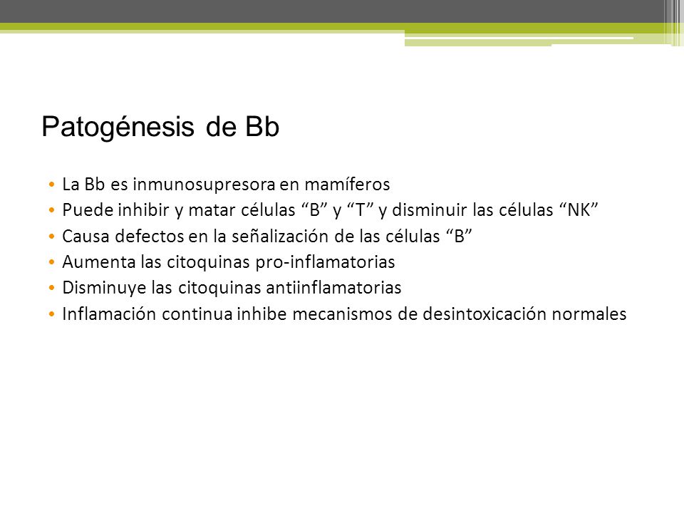 Patogénesis de Bb La Bb es inmunosupresora en mamíferos
