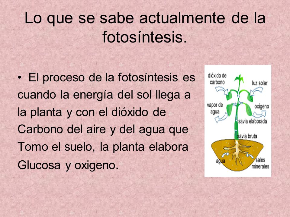 Lo que se sabe actualmente de la fotosíntesis.