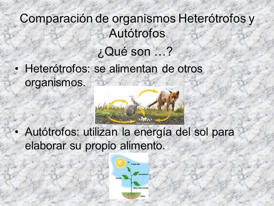 Comparación de organismos Heterótrofos y Autótrofos