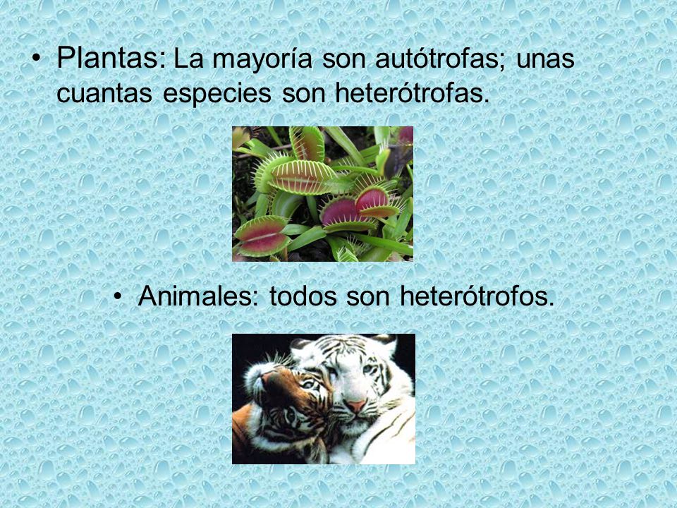Animales: todos son heterótrofos.