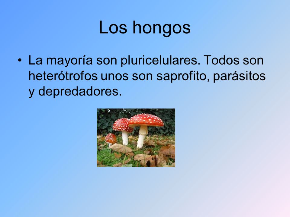Los hongos La mayoría son pluricelulares.