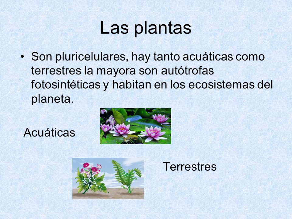 Las plantas Son pluricelulares, hay tanto acuáticas como terrestres la mayora son autótrofas fotosintéticas y habitan en los ecosistemas del planeta.