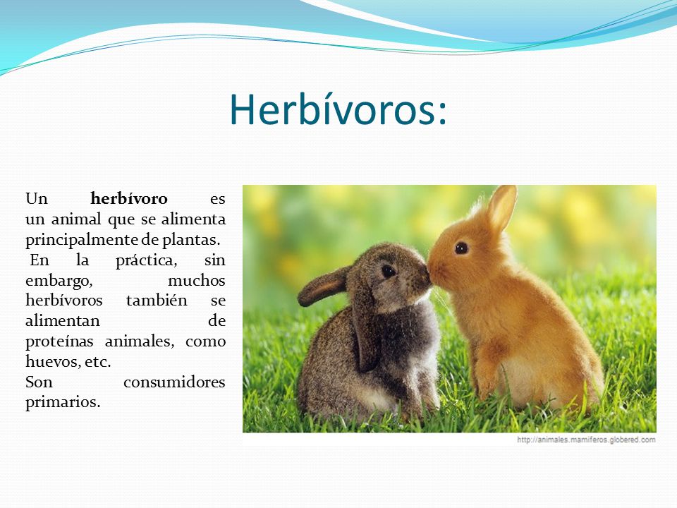 Herbívoros: Un herbívoro es un animal que se alimenta principalmente de plantas.