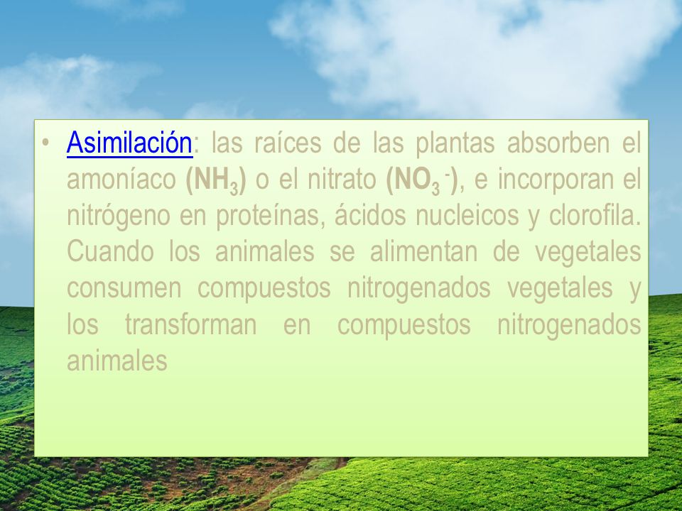 Asimilación: las raíces de las plantas absorben el amoníaco (NH3) o el nitrato (NO3 -), e incorporan el nitrógeno en proteínas, ácidos nucleicos y clorofila.