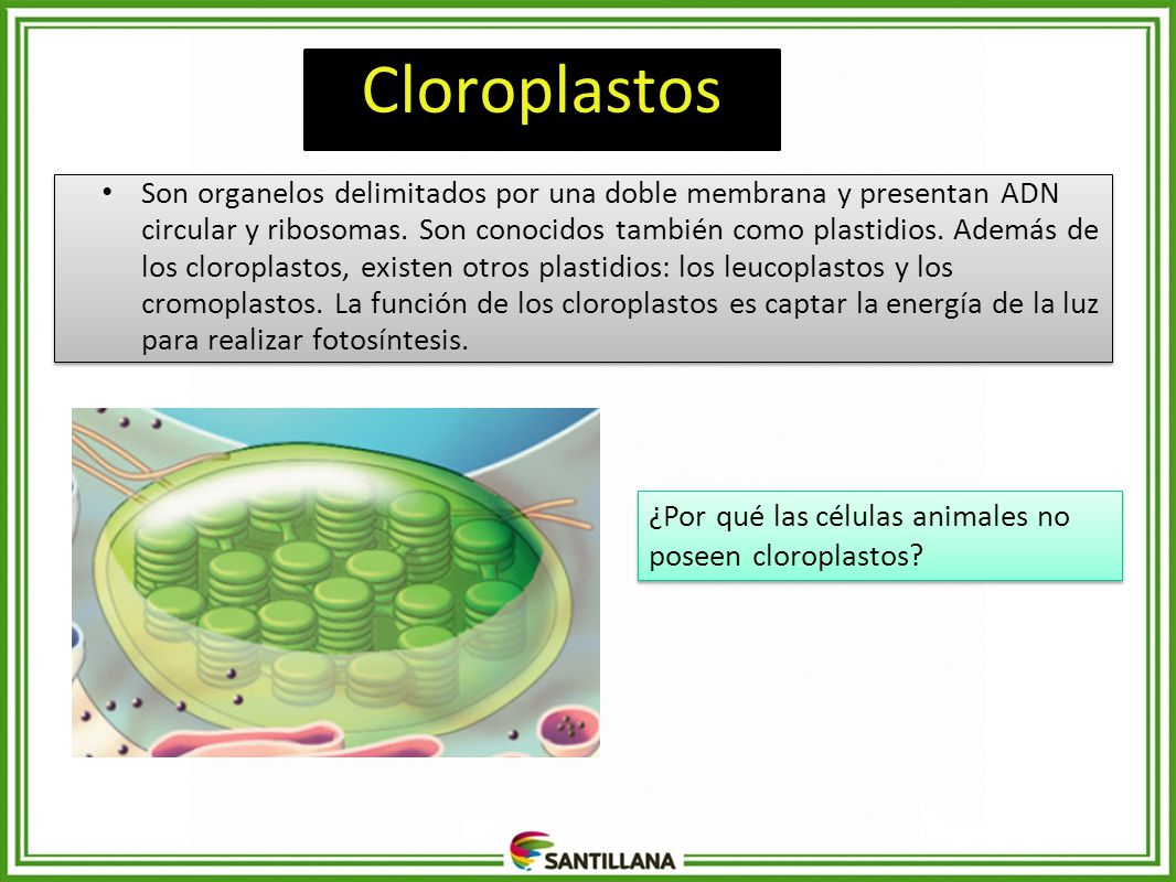 Cloroplastos