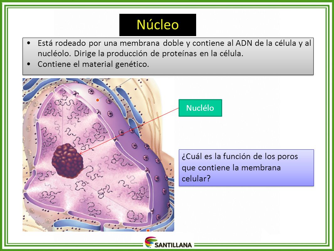 Núcleo Está rodeado por una membrana doble y contiene al ADN de la célula y al nucléolo. Dirige la producción de proteínas en la célula.
