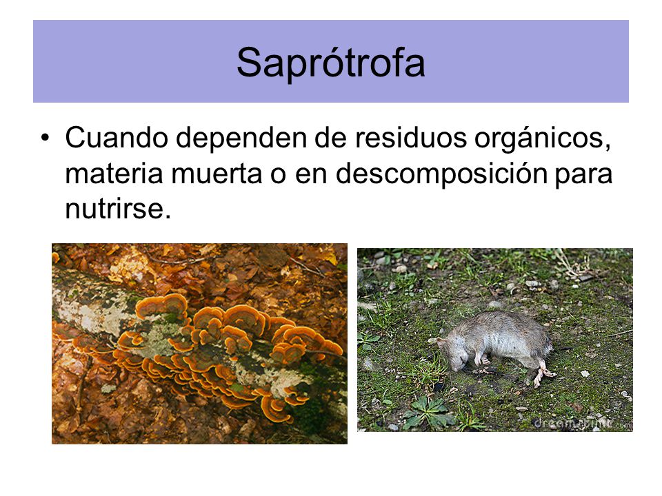 Saprótrofa Cuando dependen de residuos orgánicos, materia muerta o en descomposición para nutrirse.