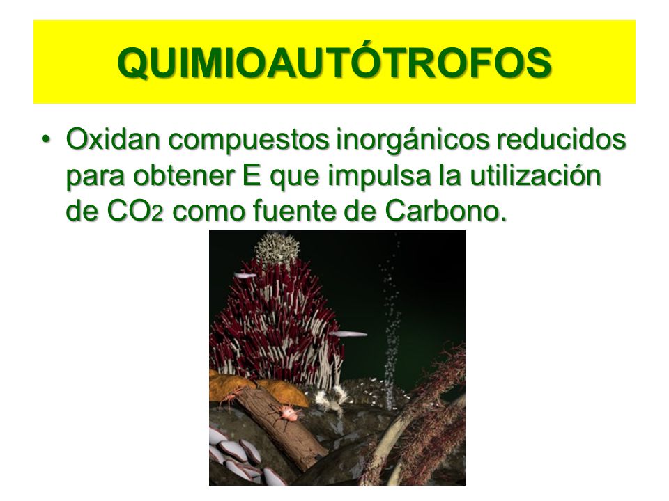 QUIMIOAUTÓTROFOS Oxidan compuestos inorgánicos reducidos para obtener E que impulsa la utilización de CO2 como fuente de Carbono.