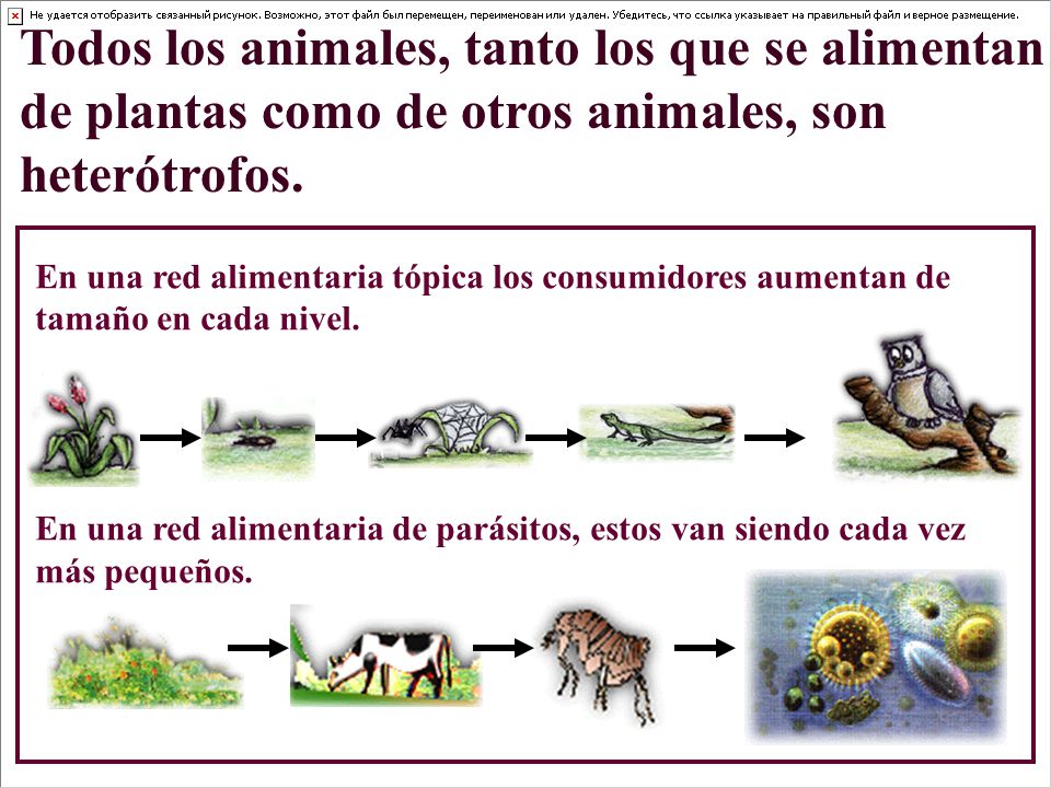 Todos los animales, tanto los que se alimentan de plantas como de otros animales, son heterótrofos.