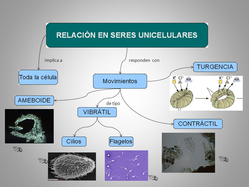Implica a responden con de tipo
