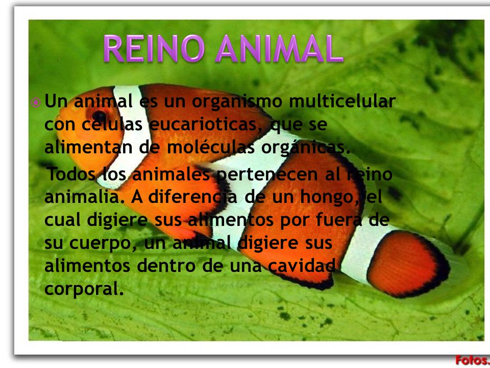 REINO ANIMAL Un animal es un organismo multicelular con células eucarioticas, que se alimentan de moléculas orgánicas.