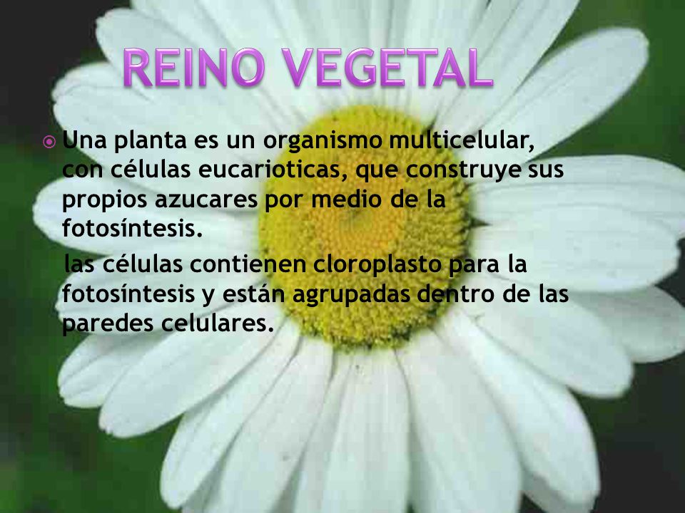 REINO VEGETAL Una planta es un organismo multicelular, con células eucarioticas, que construye sus propios azucares por medio de la fotosíntesis.