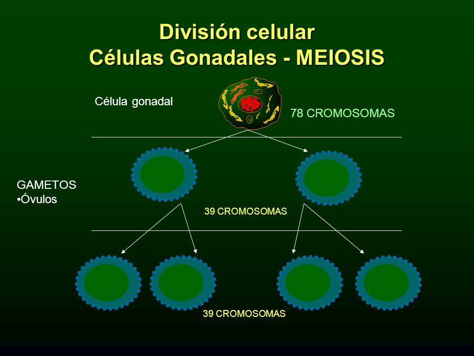 División celular Células Gonadales - MEIOSIS