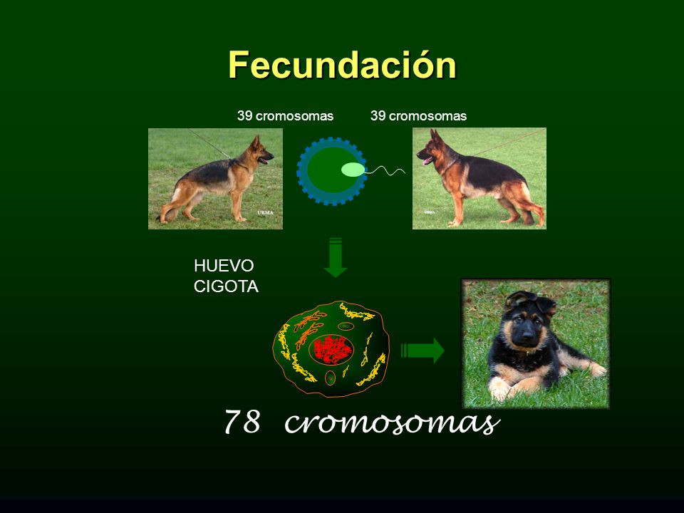 Fecundación 39 cromosomas HUEVO CIGOTA 78 cromosomas