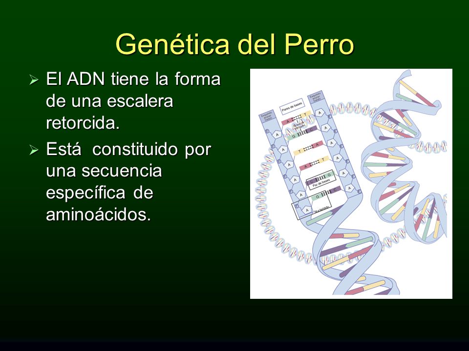Genética del Perro El ADN tiene la forma de una escalera retorcida.