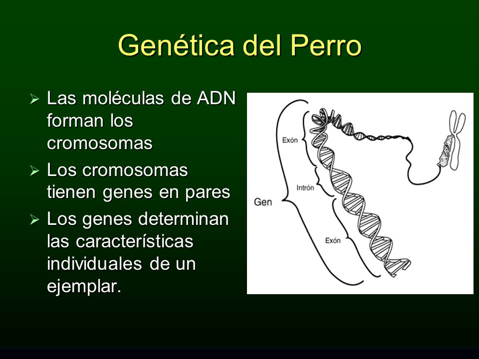 Genética del Perro Las moléculas de ADN forman los cromosomas