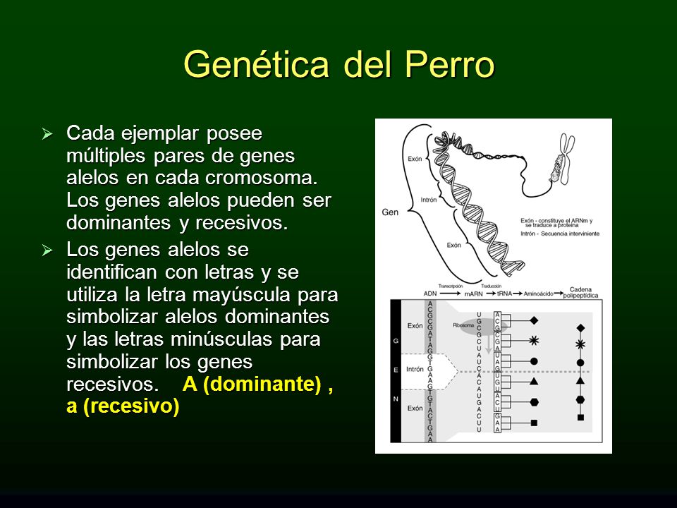 Genética del Perro Cada ejemplar posee múltiples pares de genes alelos en cada cromosoma. Los genes alelos pueden ser dominantes y recesivos.
