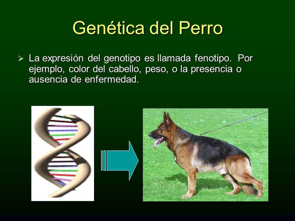 Genética del Perro La expresión del genotipo es llamada fenotipo.