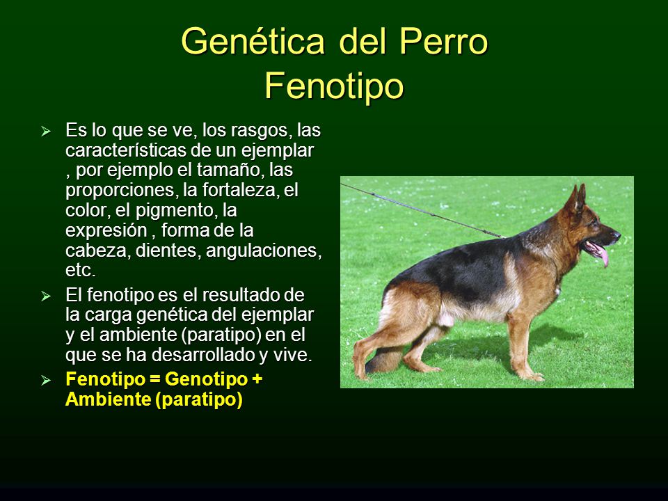 Genética del Perro Fenotipo