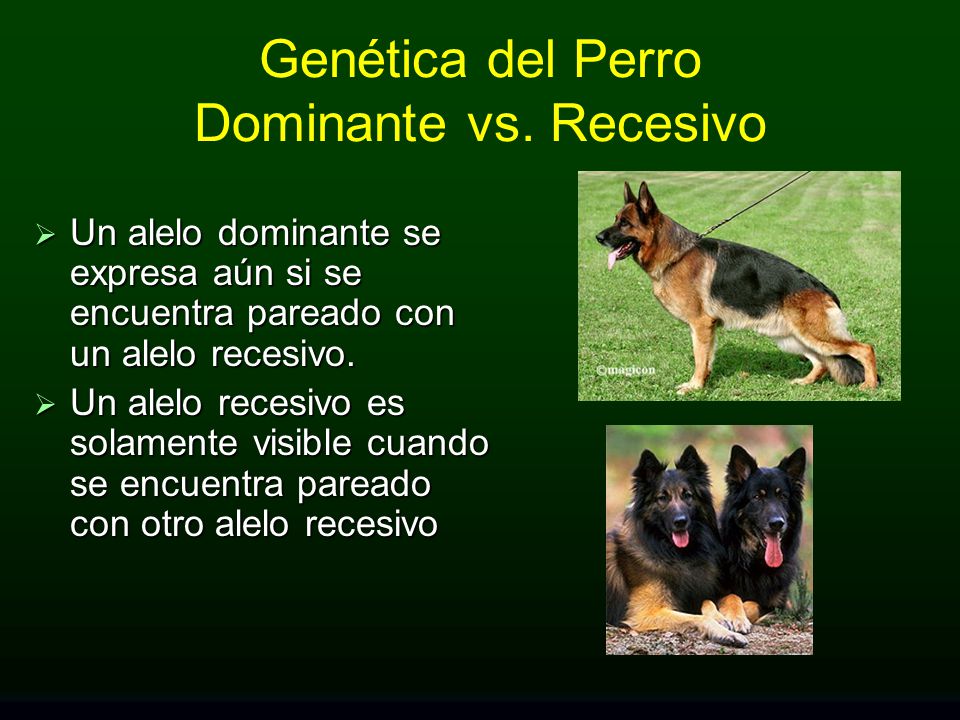 Genética del Perro Dominante vs. Recesivo