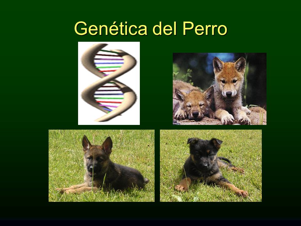 Genética del Perro